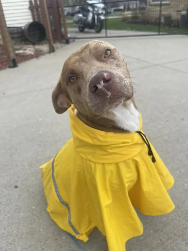 An adult large-sized male Merle (Red) Catahoula Leopard Dog dog named Sir Joker Dale for adoption in Clinton, WI
