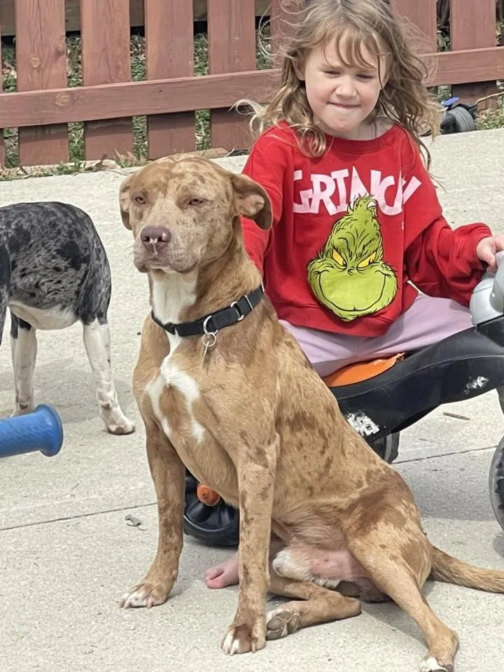 Sir Joker Dale thumbnail 2