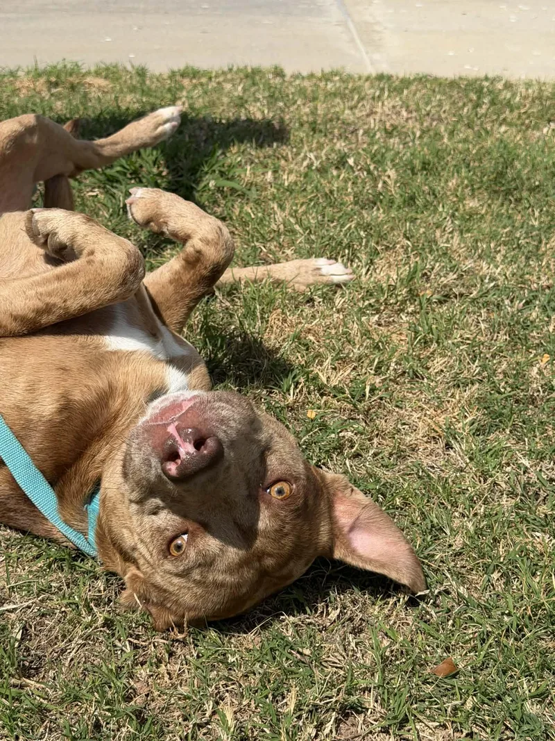 Sir Joker Dale thumbnail 3