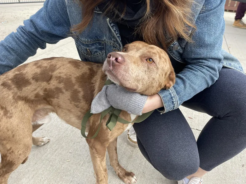 Sir Joker Dale thumbnail 4