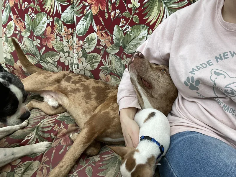 Sir Joker Dale thumbnail 5