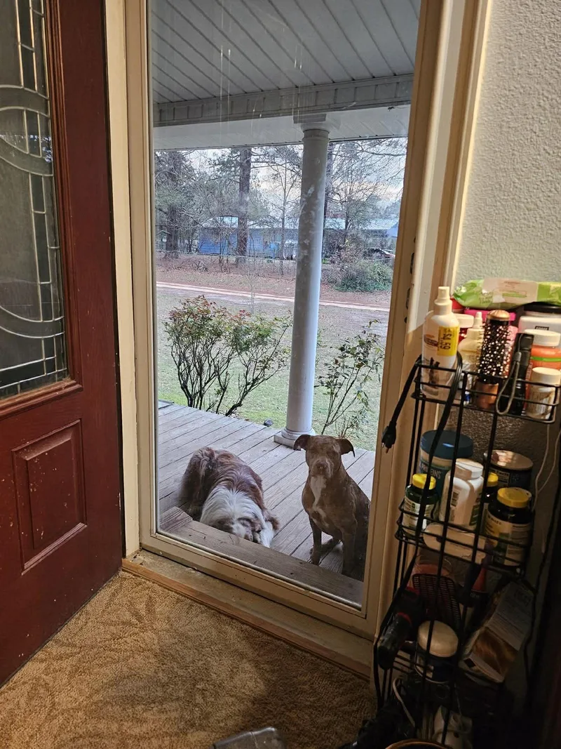 Sir Joker Dale thumbnail 6