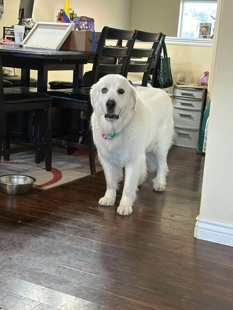 Miss Lucy thumbnail 2