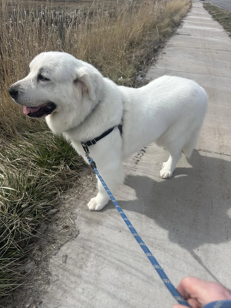 Miss Lucy thumbnail 3