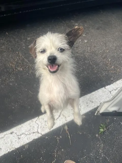 An adult small-sized male Terrier dog named Klondike for adoption in San Antonio, TX