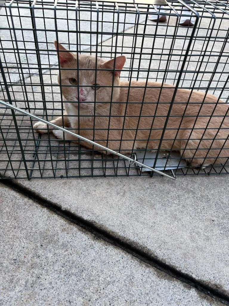 A young medium-sized male Domestic Short Hair cat named Ju Ju for adoption in Mocksville, NC