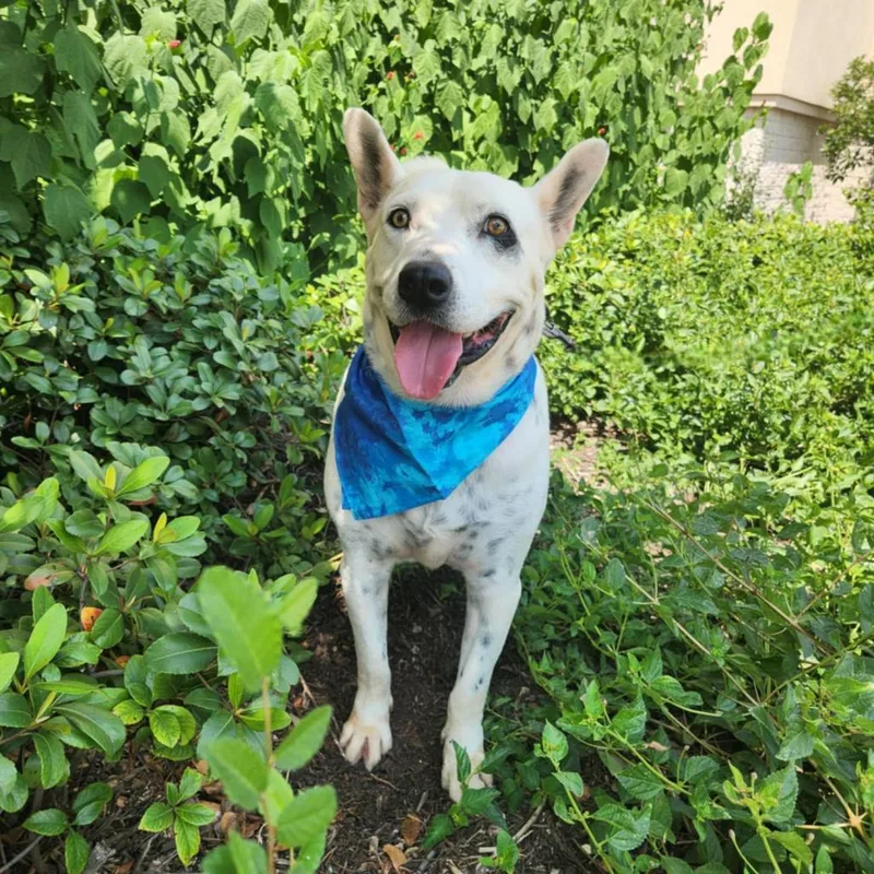 Harley Jum thumbnail 2