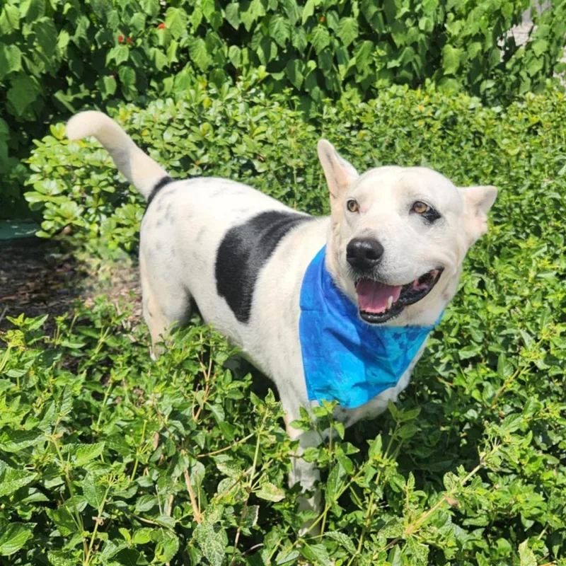 Harley Jum thumbnail 5