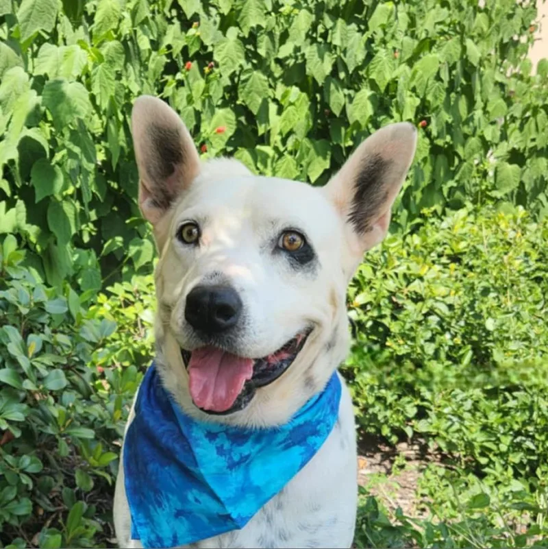 Harley Jum thumbnail 6