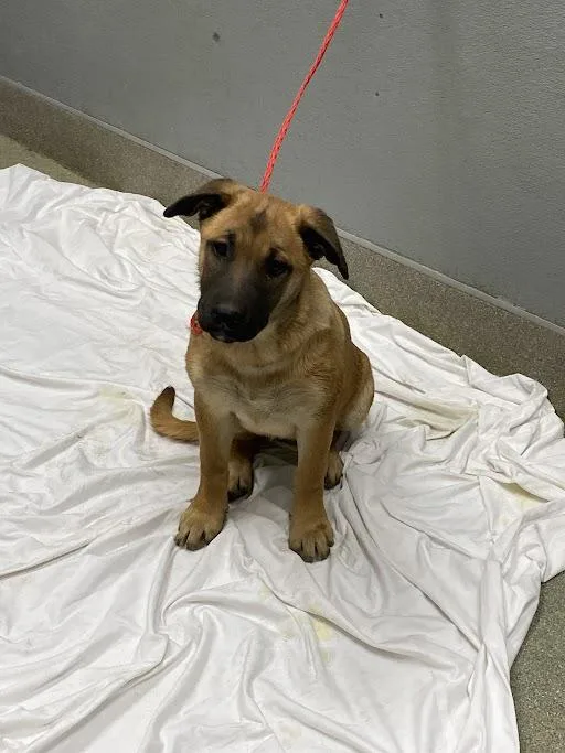 A baby small-sized female German Shepherd Dog dog named Skyler for adoption in Las Vegas, NV