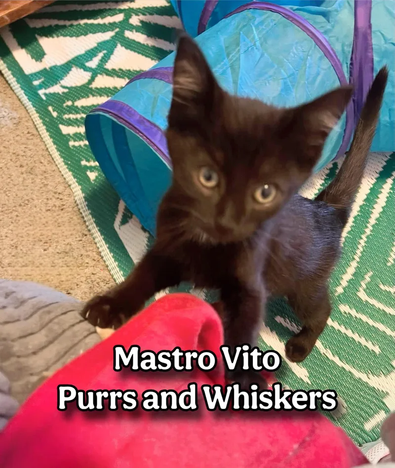 A baby medium-sized male Black Domestic Short Hair cat named Mastro Vito for adoption in New Hartford, NY