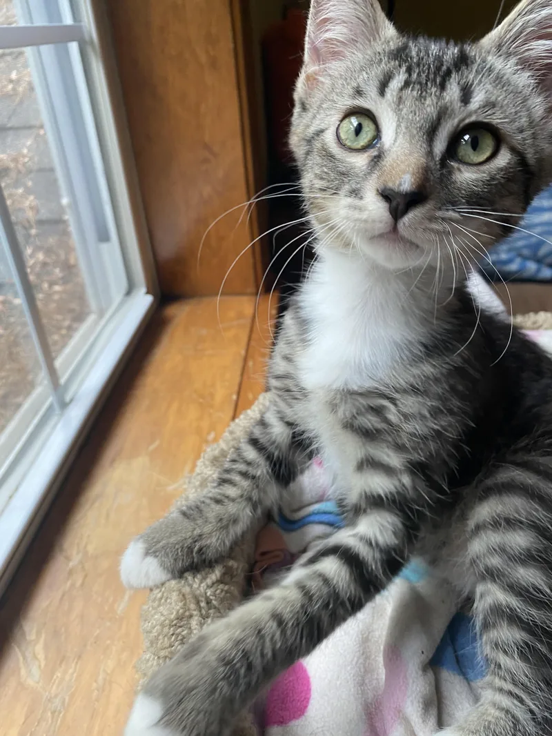 A baby small-sized male Domestic Short Hair cat named Hedrick for adoption in Burlington, VT