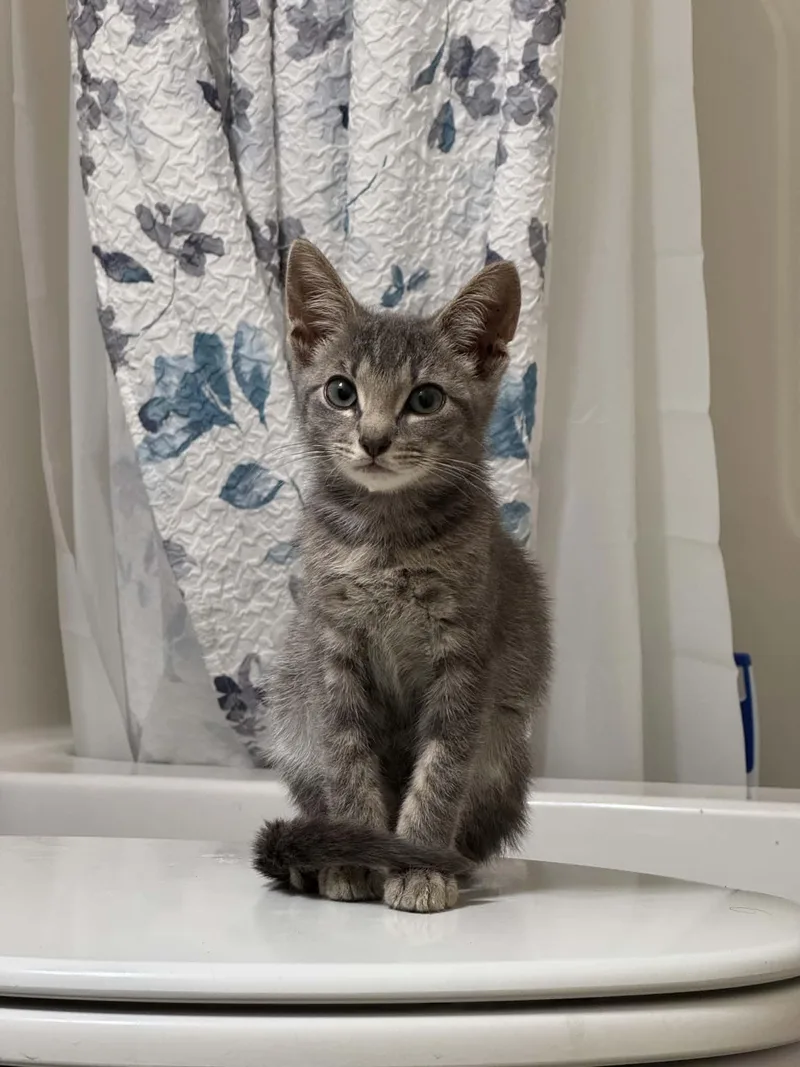 A baby medium-sized male Domestic Short Hair cat named Chip for adoption in King George, VA