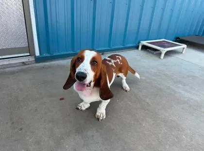 An adult small-sized male Basset Hound dog named Mando for adoption in Aberdeen, SD