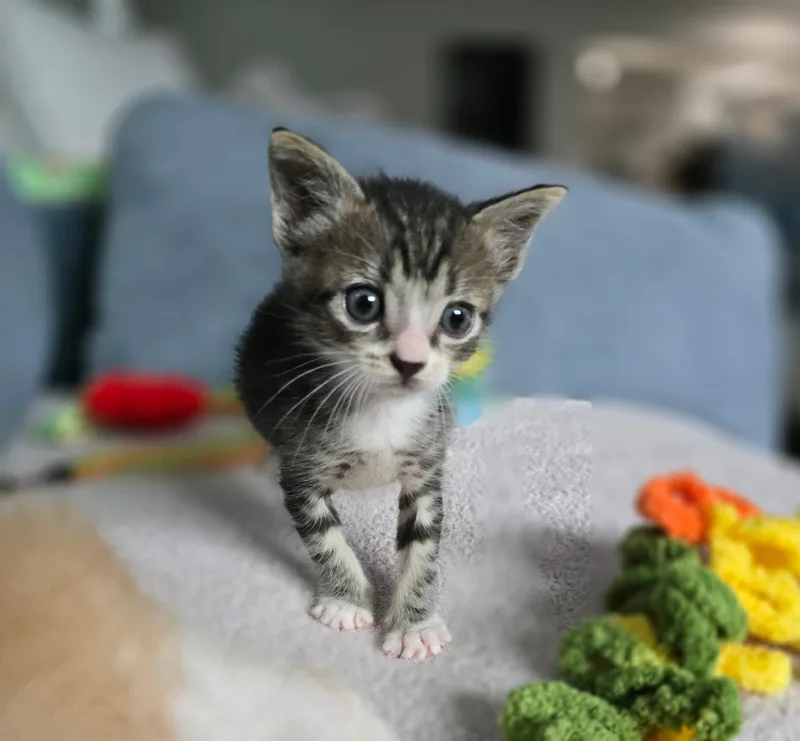 A baby small-sized male Domestic Short Hair cat named Shohei for adoption in Long Beach, CA