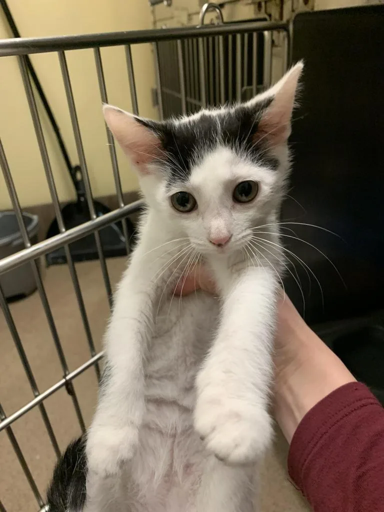 A baby medium-sized female Domestic Short Hair cat named Charlotte for adoption in Florence, SC