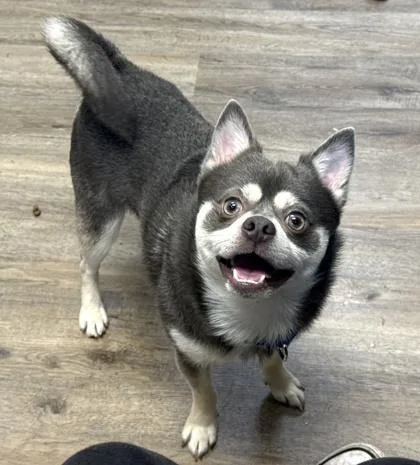 An adult small-sized male Shiba Inu dog named Wendigo for adoption in Palm Coast, FL