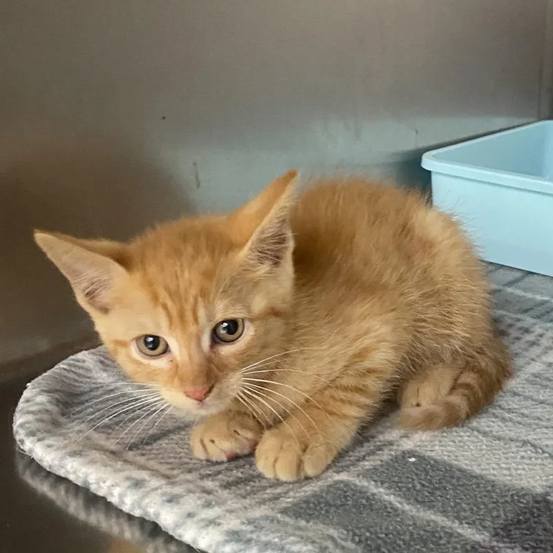 A baby small-sized male Orange / Red Domestic Short Hair cat named Matcha for adoption in Columbus, GA