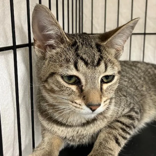 Pretty Boy thumbnail 2