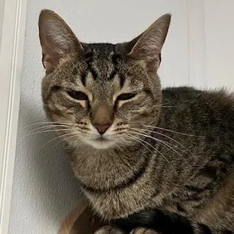 Pretty Boy thumbnail 3