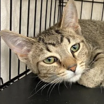 Pretty Boy thumbnail 5