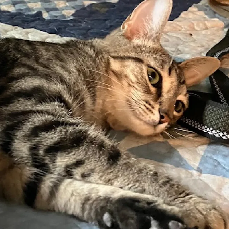 Pretty Boy thumbnail 6