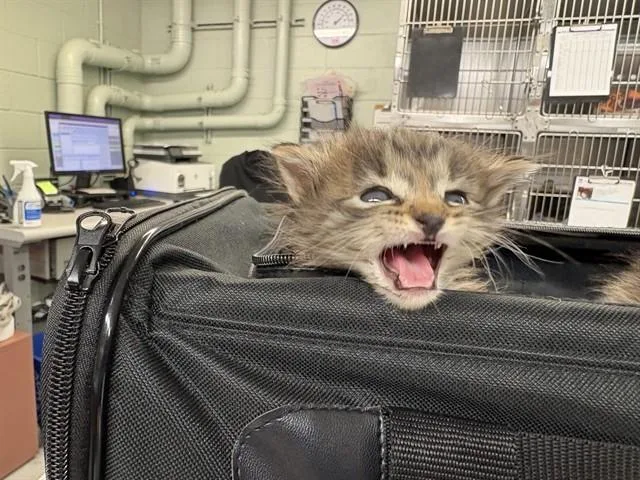 A baby small-sized male Domestic Medium Hair cat named Luna for adoption in Rancho Cucamonga, CA