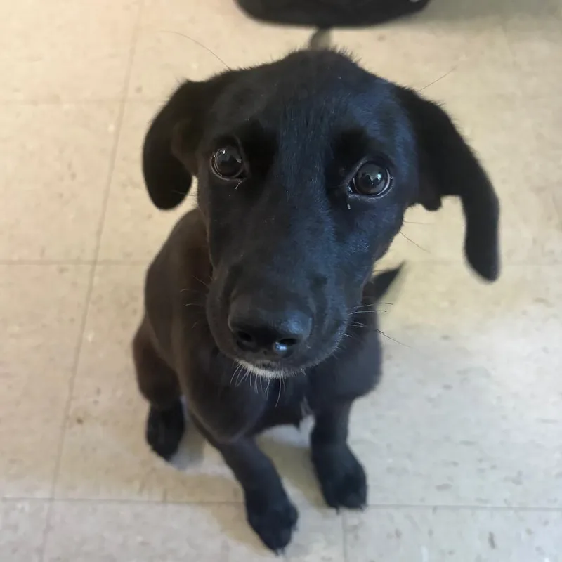 A baby small-sized female Black Labrador Retriever dog named Abilene for adoption in Austin, TX