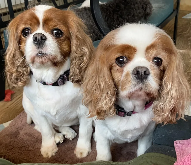 Zoe and Arabella thumbnail 3