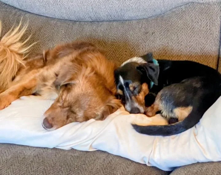 A young small-sized male Chihuahua dog named Willy & Billy for adoption in Los Angeles, CA