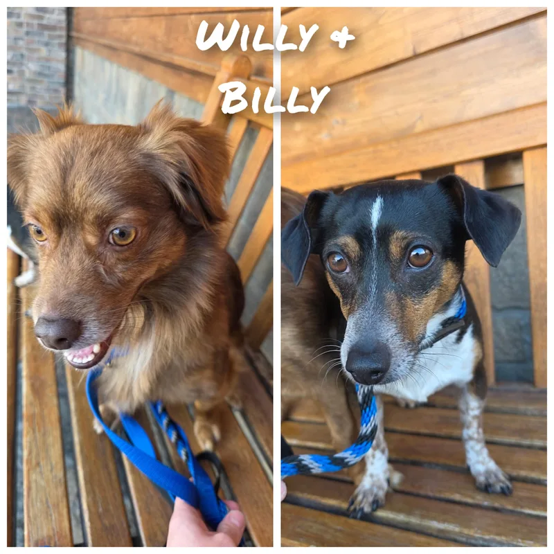 Willy & Billy thumbnail 3