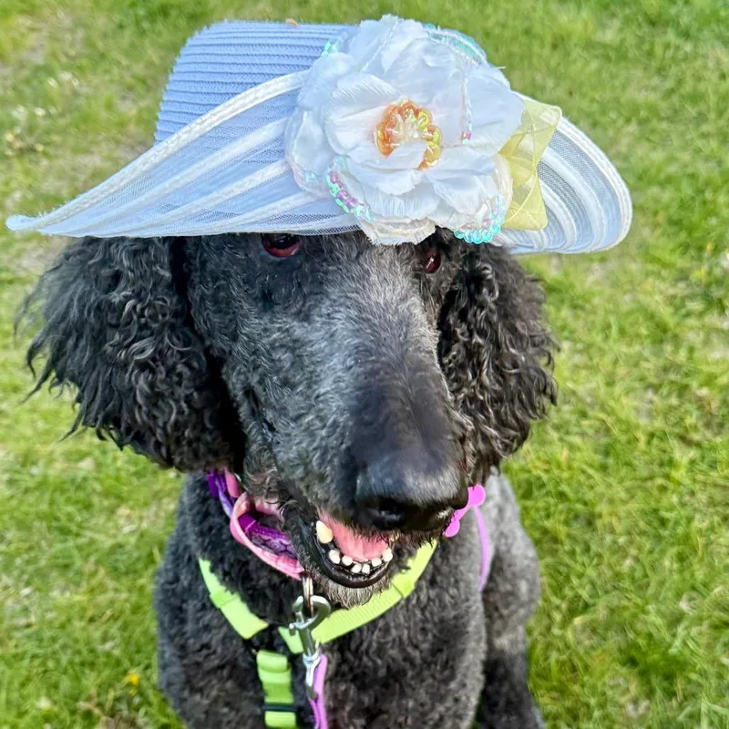 An adult large-sized female Standard Poodle dog named Lisa for adoption in Crystal, MN