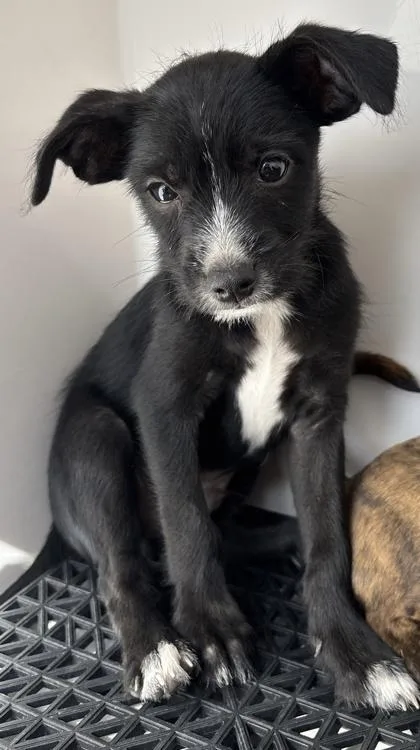 A baby small-sized male Black Mixed Breed dog named 61571653 for adoption in El Paso, TX