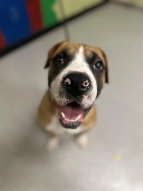 A young large-sized female Boxer dog named Honey for adoption in Indianapolis, IN