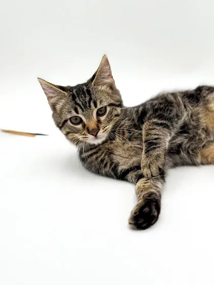 A baby small-sized male Domestic Short Hair cat named Mars for adoption in Bridgewater, NJ