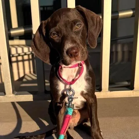 A baby medium-sized male Brown / Chocolate Labrador Retriever dog named Magic for adoption in Phoenixville, PA