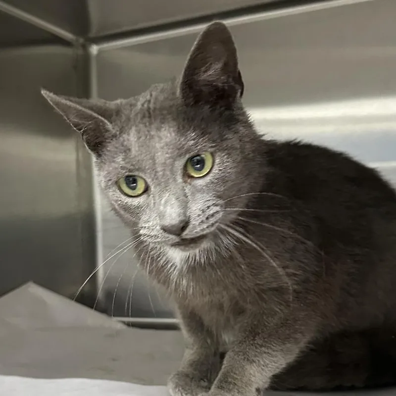 An adult small-sized female Domestic Short Hair cat named Stormette for adoption in Corbin, KY