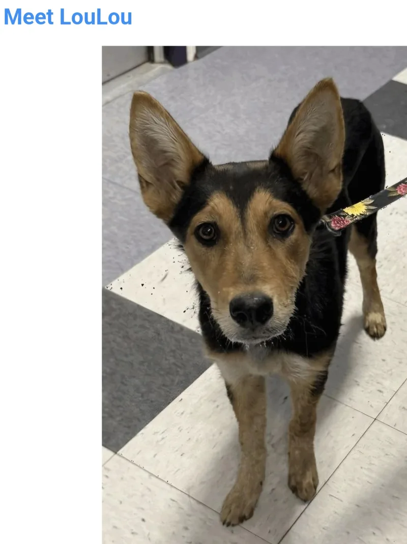 A baby medium-sized female German Shepherd Dog dog named Lou Lou for adoption in Salt Lake City, UT