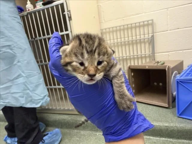 A baby small-sized female Domestic Short Hair cat named Clem for adoption in Santa Fe, NM