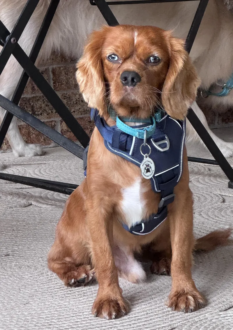 A young small-sized male Red / Chestnut / Orange Cavalier King Charles Spaniel dog named Elton for adoption in Akron, NY