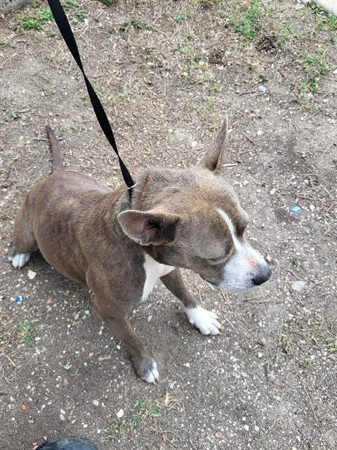 A young large-sized female American Staffordshire Terrier dog named Ladybug for adoption in San Antonio, TX