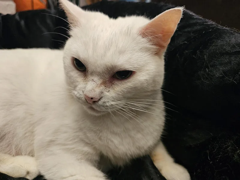 A senior medium-sized female White Domestic Short Hair cat named Snowy for adoption in New York, NY