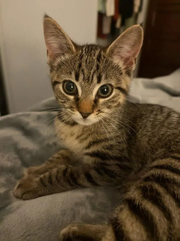 A baby small-sized female Domestic Short Hair cat named Juniper for adoption in Bonsall, CA