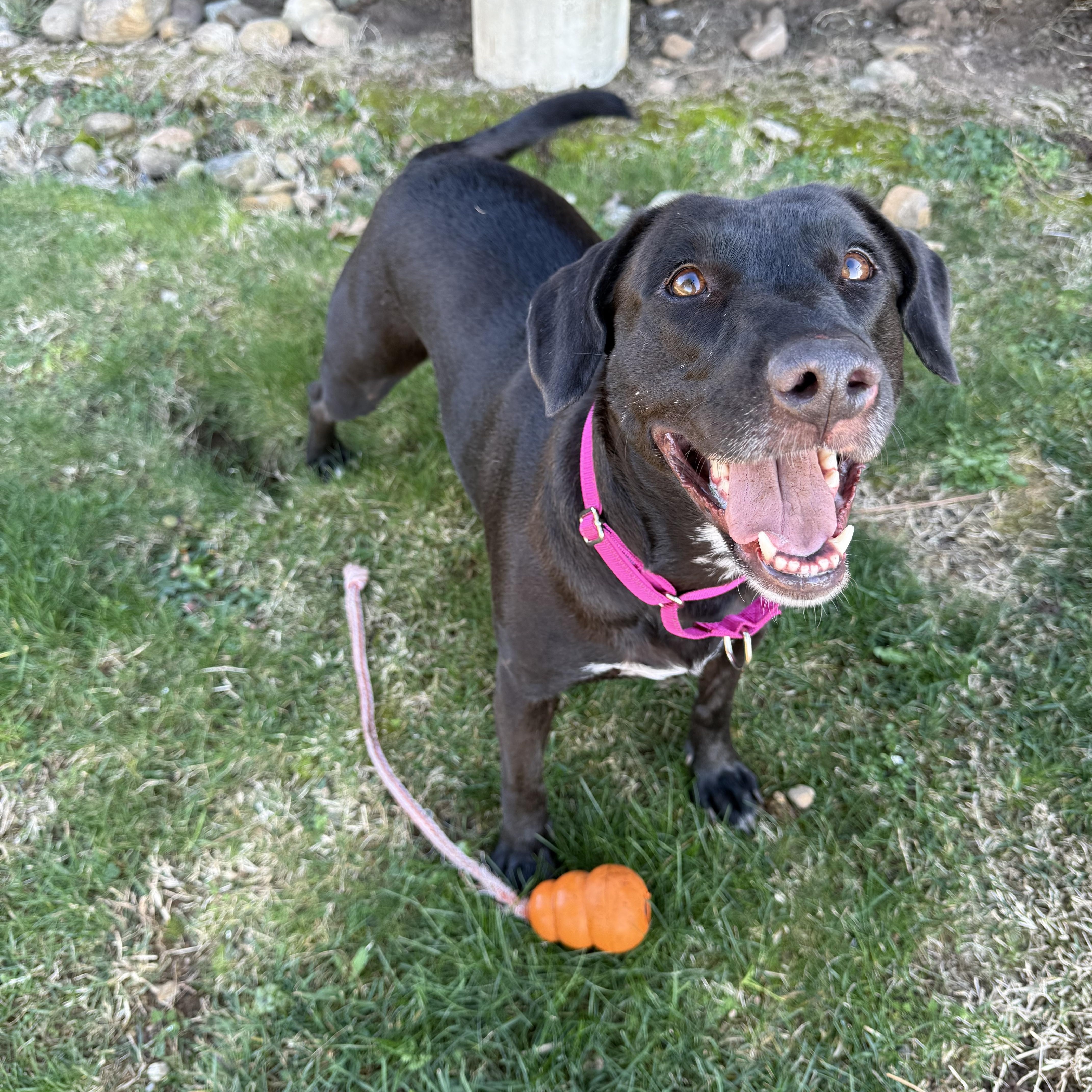 An adult medium-sized female Black Black Labrador Retriever dog named Bunny Perfect Girl for adoption in Grass Valley, CA