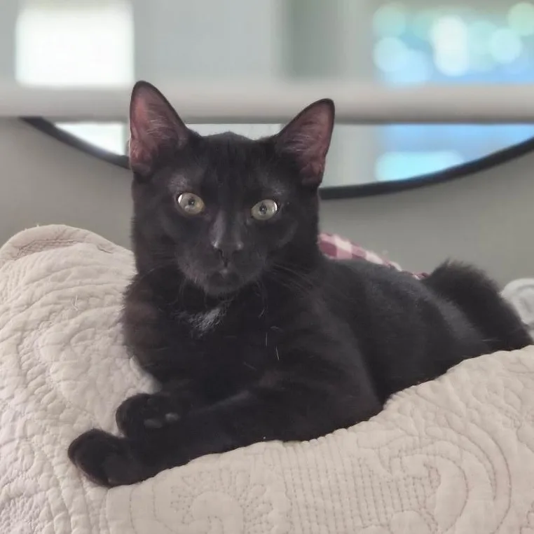 A baby medium-sized male Black Domestic Short Hair cat named Binx for adoption in Pompton Lakes, NJ