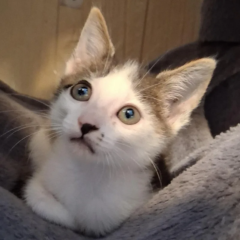A baby small-sized female Brown / Chocolate Domestic Short Hair cat named Squash for adoption in Marion, IL