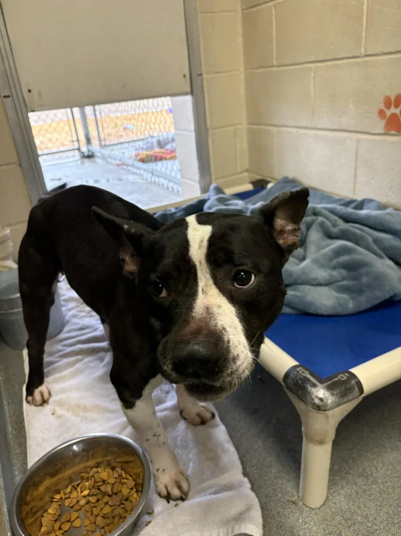 A young medium-sized female Black American Staffordshire Terrier dog named Leia for adoption in West Warwick, RI
