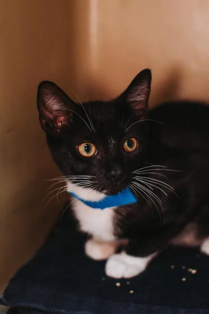 An adult small-sized male Domestic Short Hair cat named a Toots PetSmart James for adoption in North Charleston, SC
