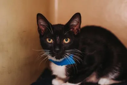 a Toots PetSmart James thumbnail 2