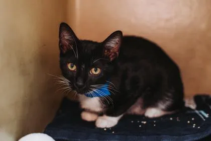 a Toots PetSmart James thumbnail 3